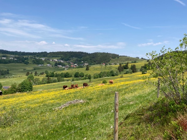 Frühling